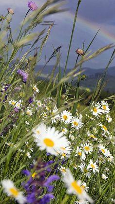 Wildflowers and Meadows Flower Delivery