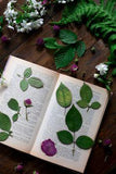 Preserving the Ornamental Garden: How to Dry Flowers, Leaves, Stems, and Pods for Crafting Flower Delivery