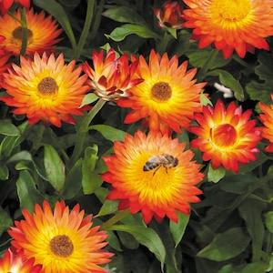 50 Pcs -Orange Strawflower Helichrysum Flower Seeds- Xerochrysum Bracteatum- Annual Flower / FL217/ Strawflower / Everlasting Daisy