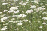 How to Preserve Queen Anne's Lace Flowers for Fresh Bouquets Flower Delivery