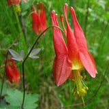 Canadensis Columbine Flower Seeds - Open-Pollinated for Seed Saving - Non-Hybrid & Non-GMO - Heirloom Canada Flower Seeds