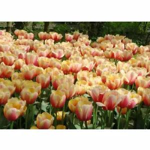 Tulip Bulbs Fresh Garden Bulbs All Season Planting Available 10PCS Orange Flower