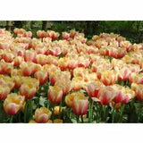 Tulip Bulbs Fresh Garden Bulbs All Season Planting Available 10PCS Orange Flower