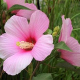 Rose Mallow Flower Seeds, Also know as Tree Mallow  