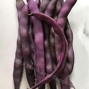 Blue Coco Pole Bean, French Heirloom, Purple Pod Bean. Grown in Canada, Non-GMO. (10 Seeds Min.)