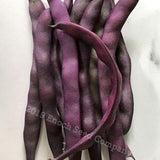 Blue Coco Pole Bean, French Heirloom, Purple Pod Bean. Grown in Canada, Non-GMO. (10 Seeds Min.)
