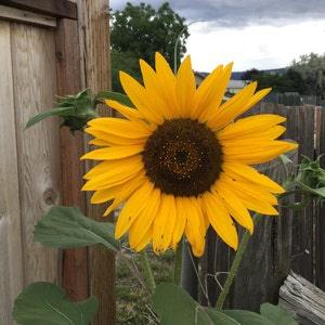 Dwarf Sunflower Seeds - Garden Seeds - Yellow Sun Flower Seeds - Annual Butterfly Garden - Honey Bee Plant - Mother's Day Gardening Gift
