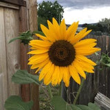 Dwarf Sunflower Seeds - Garden Seeds - Yellow Sun Flower Seeds - Annual Butterfly Garden - Honey Bee Plant - Mother's Day Gardening Gift