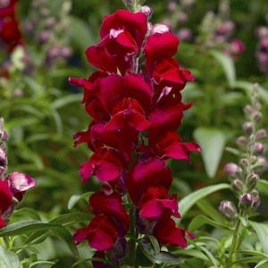 50+ tall Ruby Red Snapdragon (Antirrhinum Majus) Seeds