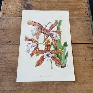 Miltonia Orchid, 1839 Hand-Colored Paxton Engraving, Original Antique Botanical Print