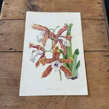 Miltonia Orchid, 1839 Hand-Colored Paxton Engraving, Original Antique Botanical Print