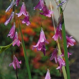 Angel's Fishing Rod Seeds (Dierama pulcherrimum)