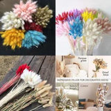 50PCS Dried Natural Flowers Rabbit Bunny Tails Grass Bouquet Wedding Party D???cor