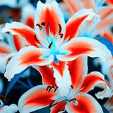 20 SEEDS for White/Citrus LILY RARE flower Bloom exotic garden plant USA Seller