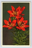 Postcard Orange Lily Flower Thor Gyger Stehli Series 1940s Unposted