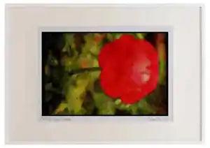 Wild Flowers Plants 013160 Red Ranunculus Watercolour Picture Frame