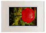 Wild Flowers Plants 013160 Red Ranunculus Watercolour Picture Frame