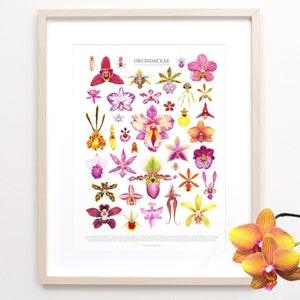 Orchid Flowers Print ? Orchid species ID chart featuring 37 watercolor paintings ? Unframed fine art print