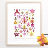 Orchid Flowers Print ? Orchid species ID chart featuring 37 watercolor paintings ? Unframed fine art print
