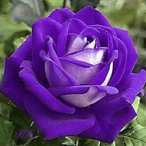 Purple white roses flower seeds -20 seeds -  code 370