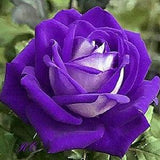 Purple white roses flower seeds -20 seeds -  code 370
