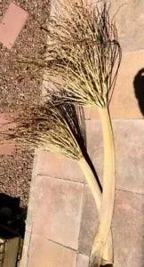 NEW LISTINGPalm Tree Date Palms, 4 FT+ Dried Palm, Vase D???cor, 2 Fanning Palms