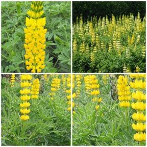 Golden Lupine Seeds - Nitrogen Fixing Legume Canadian Flower / Attracts Bees and Butterflies - Annual Golden Yellow Lupine Wildflower Seeds