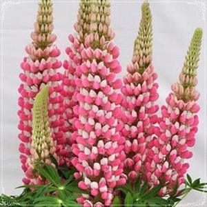 10 Seeds Rose Sky Lupine Flower Seed, Flower, Natural, Non GMO, Heirloom, Easy To Grow