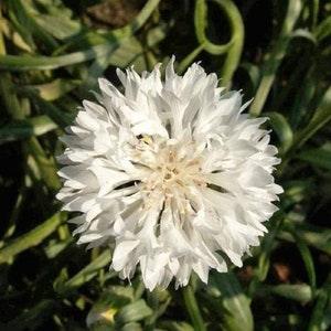 Bachelor Button Seeds, Tall White Bachelor Button Flower Seeds,"COOL BEANS N sprouts" Brand. Home Gardening.