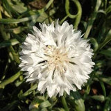 Bachelor Button Seeds, Tall White Bachelor Button Flower Seeds,"COOL BEANS N sprouts" Brand. Home Gardening.