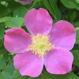 Rosa nutkana Seeds -30 Seeds  Rosebush Seeds - Fresh quality - New