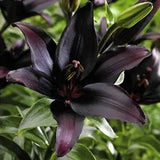 200PCS Seeds Lily Large Bonsai Lilium Flower Rare Plants Potted Home Gardening