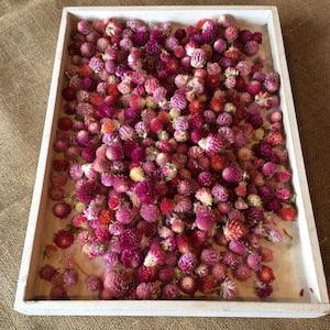 BULK - dried gomphrena heads - mixed colours