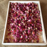 BULK - dried gomphrena heads - mixed colours