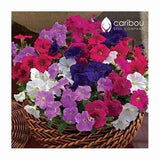 Caribou Seed Company: SUPERCASCADE PETUNIA 'Blend Mix" Seeds - Large 5 inch blooms! High Quality & Fresh!  (35-40 seeds)