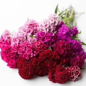 Cutting Dianthus Seeds Sweet & Spicy Scented Sweet Williams cut flower bouquet florist from Dizzy Bees Urban Garden