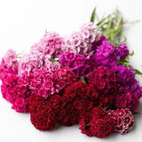 Cutting Dianthus Seeds Sweet & Spicy Scented Sweet Williams cut flower bouquet florist from Dizzy Bees Urban Garden
