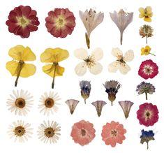 How to Press Flowers in Wax Paper | ehow.com Flower Delivery