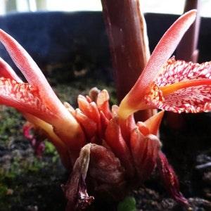 Bengal Ginger - Zingiber Rubens - Rare 'Plant' Seeds - Torch Ginger, Pink-Orange, Philippine Waxflower, Zingiberaceae, Fragrant Ginger