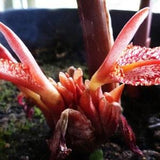 Bengal Ginger - Zingiber Rubens - Rare 'Plant' Seeds - Torch Ginger, Pink-Orange, Philippine Waxflower, Zingiberaceae, Fragrant Ginger
