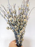 Branch of real dried Pussy Willow Spring Flowers length 16'' - 17'', 10 Stems
