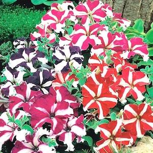 Garden Dwarf Petunia Star Flowers Blend 0.1g - 100 NON GMO Seeds - Petunia Multiflora F2 Hybrids