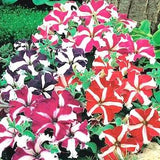 Garden Dwarf Petunia Star Flowers Blend 0.1g - 100 NON GMO Seeds - Petunia Multiflora F2 Hybrids