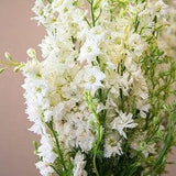50 Seeds Cottage garden Cut flower Seeds -  Ice white
