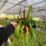 Orchid Cactus Plant | Epiphyllum | 6" Hanging Basket