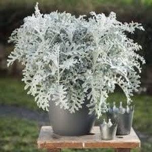 Silverdust Dusty Miller Seeds Senecio cineraria Cut Flower Bouquet Dizzy Bees Urban Garden *Combined Shipping *