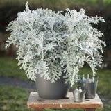 Silverdust Dusty Miller Seeds Senecio cineraria Cut Flower Bouquet Dizzy Bees Urban Garden *Combined Shipping *