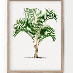 Palm Tree Vintage, Spring Wall Decor, Summer Print, Botanical Wall Art, Palm Leaves, Beach House Decor, Antique, Farmhouse Decor - 33-3