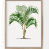Palm Tree Vintage, Spring Wall Decor, Summer Print, Botanical Wall Art, Palm Leaves, Beach House Decor, Antique, Farmhouse Decor - 33-3