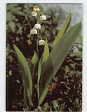 Postcard Lily of the valley